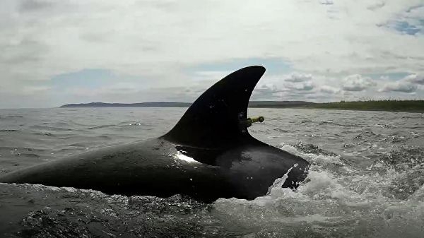 <br />
В Охотское море выпустили третью группу косаток из «китовой тюрьмы»<br />
