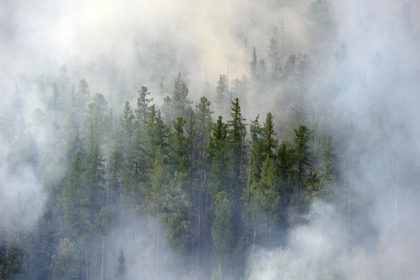 Сибирские лесные пожары впервые сократились
