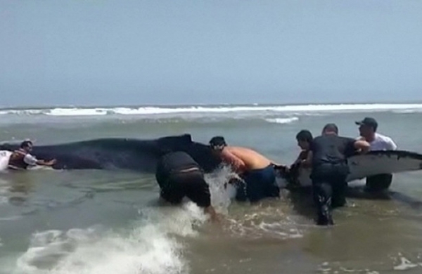 <br />
Жители Перу спасли выброшенного на берег кита<br />
