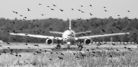 <br />
Россияне нашли виновных в инцидентах с попаданием птиц в двигатель самолета<br />
