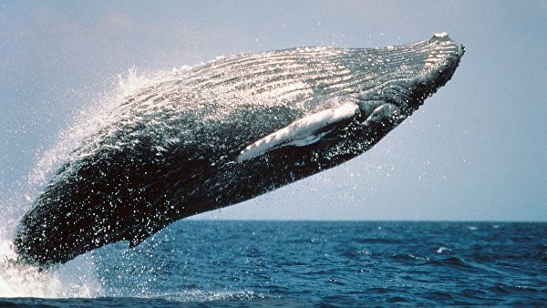 <br />
На Бали местные жители спасли кита<br />

