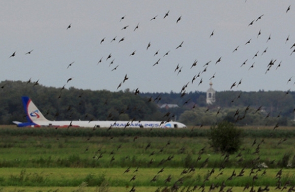 <br />
Власти озаботились птицами после аварийной посадки A321 в поле<br />
